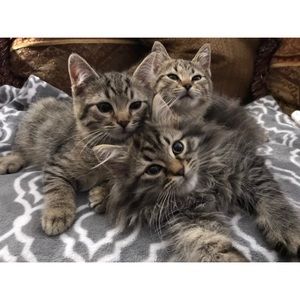 Meet your Posher, Elizabeth